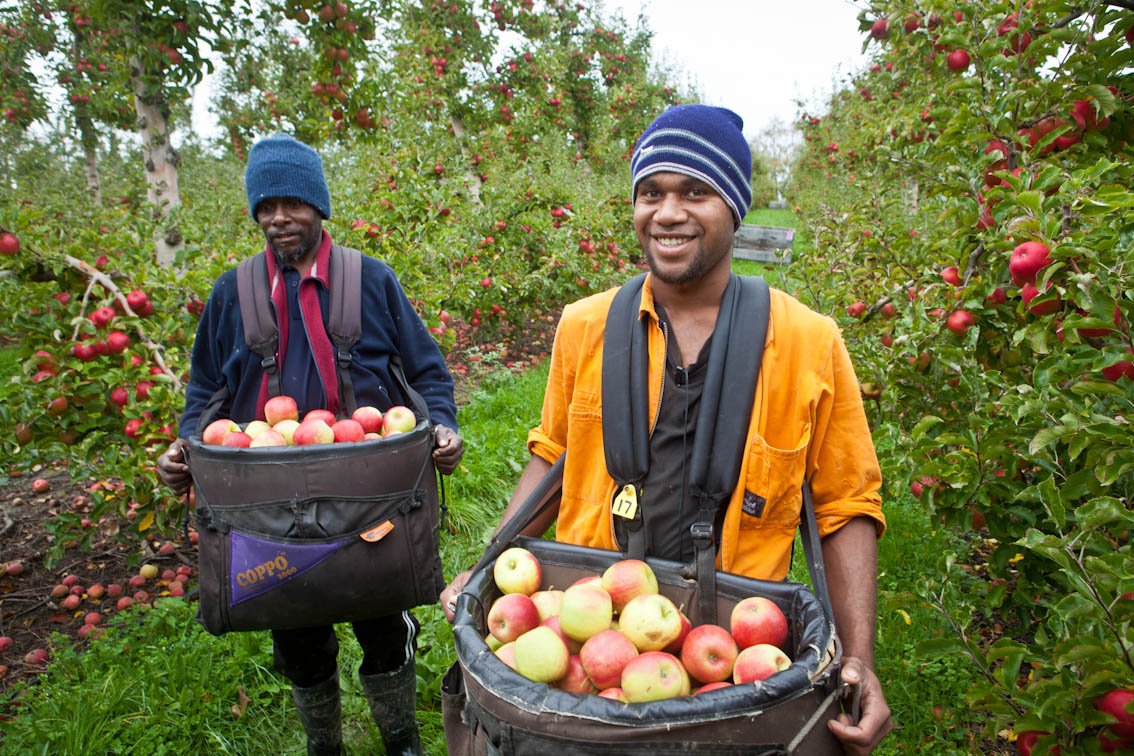 An image of men picking apples. 