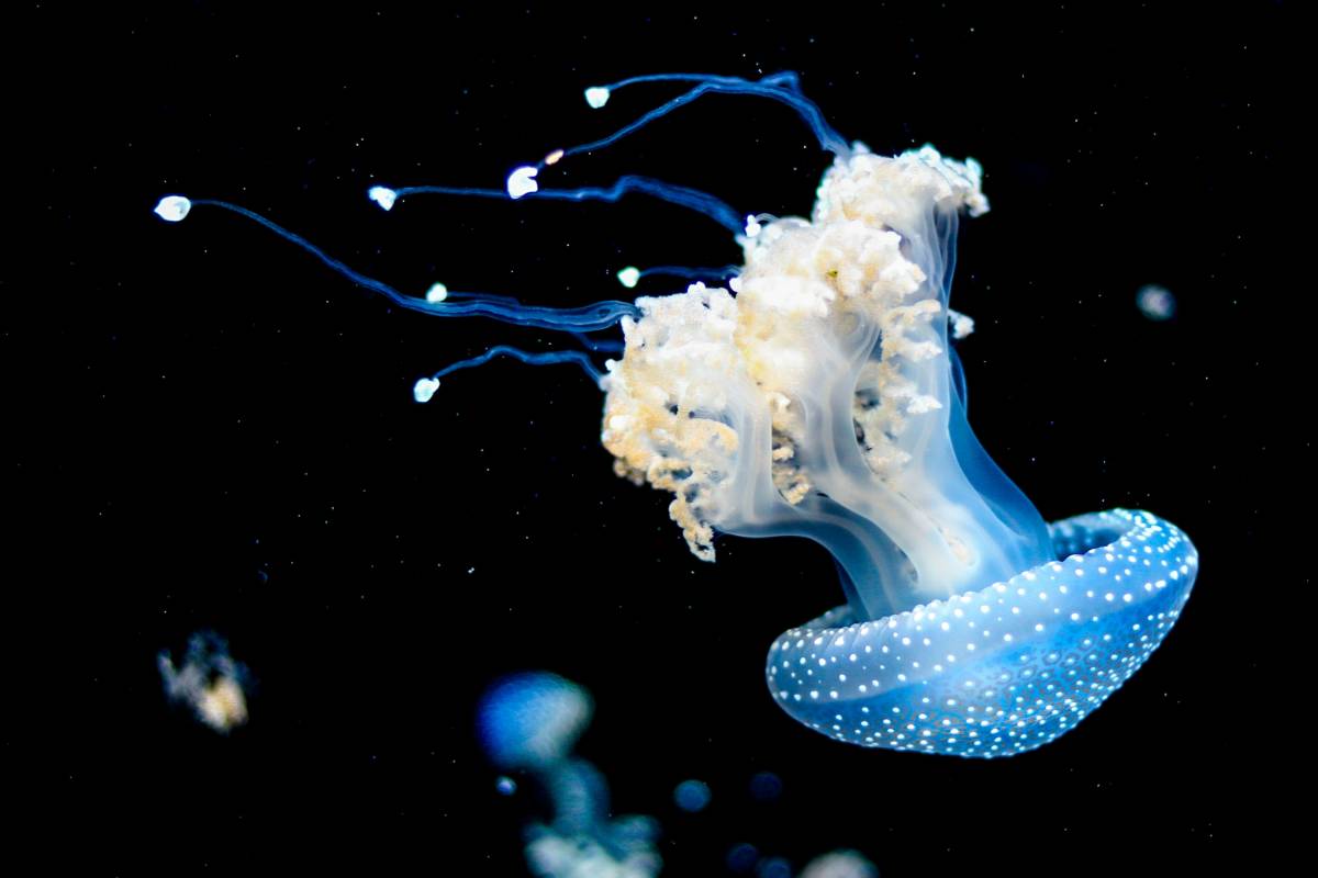 An image of a jellyfish swimming in dark waters. 