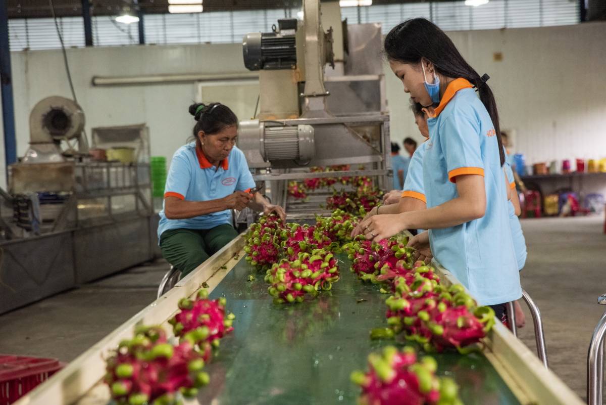 An image of two women working in a factory, processing dragon fruit. . 